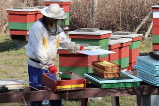 České včely má před morem ochránit zpřísnění podmínek, někteří včelaři to odmítají - Novinky